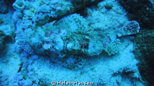 stone fish by Helen Hansen 